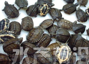 水产养殖提示 龟鳖养殖中的用药原则